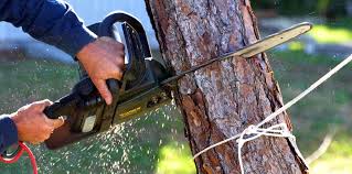 Mulching Services in San Anselmo, CA