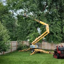 Trusted San Anselmo, CA Tree Care Experts