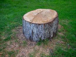 Best Fruit Tree Pruning  in San Anselmo, CA