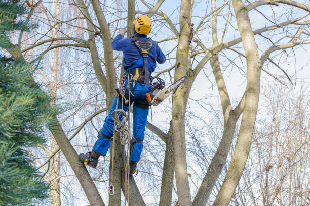 Best Root Management and Removal  in San Anselmo, CA