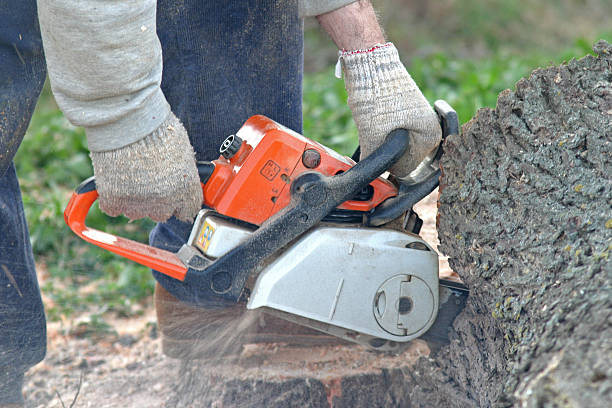 Best Lawn Pest Prevention  in San Anselmo, CA
