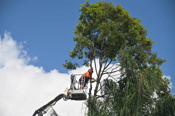 Landscape Design and Installation in San Anselmo, CA