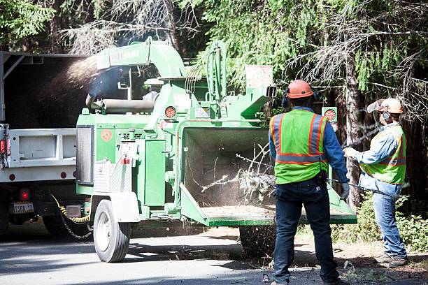  San Anselmo, CA Tree Care Pros