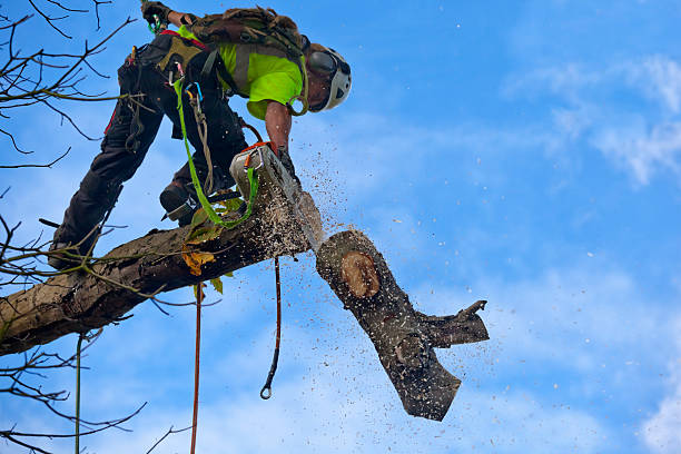 Best Storm Damage Tree Cleanup  in San Anselmo, CA